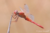 Scarlet Percher - Diplacodes haematodes - male 6047.jpg