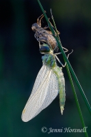 Tau Emerald Dragonfly - Hemicordulia tau 2656