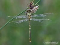Tau Emerald Dragonfly - Hemicordulia tau 3181