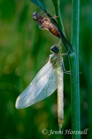 Tau Emerald Dragonfly - Hemicordulia tau 69