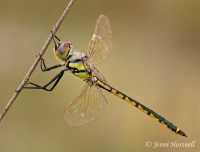 Tau Emerald Dragonfly - Hemicordulia tau 1555