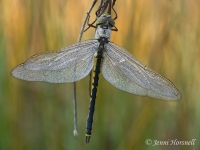 Tau Emerald Dragonfly - Hemicordulia tau 6778