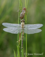 Tau Emerald Dragonfly - Hemicordulia tau - with exuvia 33