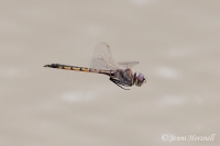 Tau Emerald Dragonfly in flight - Hemicordulia tau