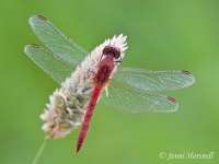 Wandering Percher - Diplacodes bipunctata - male 3070