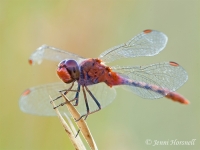 Wandering Percher - Diplacodes bipunctata - male 3697