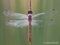 Wandering Percher - Diplacodes bipunctata - male 5308