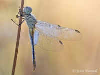 Wandering Percher - Diplacodes bipunctata 4495