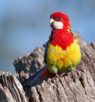 Eastern Rosella - Platycercus eximius 1318