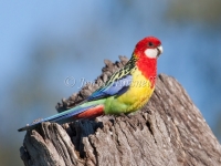 Eastern Rosella - Platycercus eximius 1323