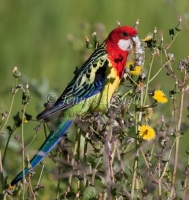 Eastern Rosella - Platycercus eximius 5192