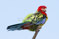 Eastern Rosella - Platycercus eximius 8751