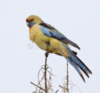 Eastern Yellow Rosella  - Platycercus elegans 0015