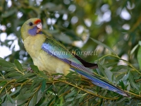 Eastern Yellow Rosella  - Platycercus elegans