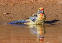 Eastern Yellow Rosella  - Platycercus elegans 9427