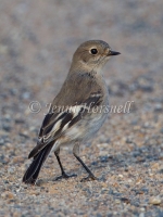 Flame Robin - Petroica phoenicea 2305