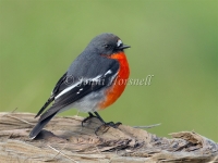 Flame Robin - Petroica phoenicea 6121