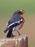 Flame Robin - Petroica phoenicea 6126