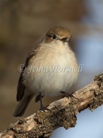 Flame Robin - Petroica phoenicea 7782