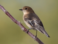 Flame Robin - Petroica phoenicea 8568