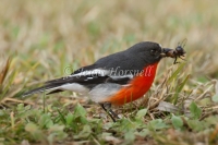Flame Robin - Petroica phoenicea 8667