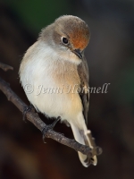 Flame Robin - Petroica phoenicea 8692