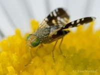 Ant-mimicking_Fly_9199