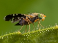 Ant-mimicking_Fly_9297