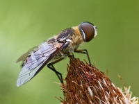 Bee_Fly_2301