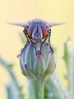 Common_Bush_Fly