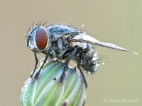 Common_Bush_Fly_9453