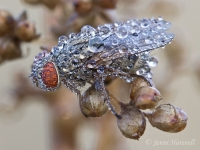 Dew_Covered_Flesh_Fly_6241