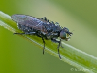Fly_0255