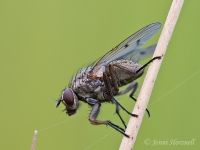 Fly_0711