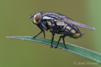 Fly_1136