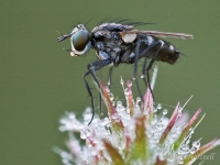 Fly_2073