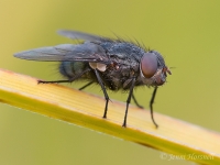 Fly_4079.jpg