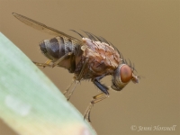 Fly_5070