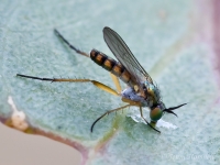 Fly_5437