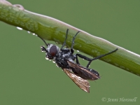 Fly_5773