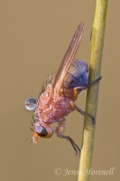 Fly_6282