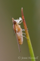 Fly_6477