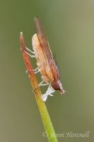 Fly_6478