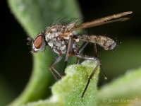 Fly_6950