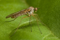 Fly_7022