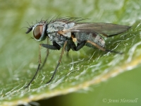 Fly_7204