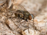 Fly_7532