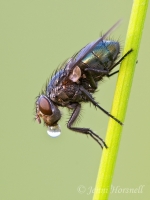 Fly_Blowing_Bubble_2151