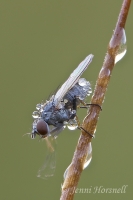 Fly_Cleaning_6195_2