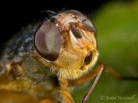 Fly_Head_Detail.